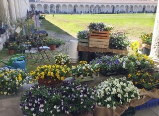 follia-in-fiore-1 follia-in-fiore-1