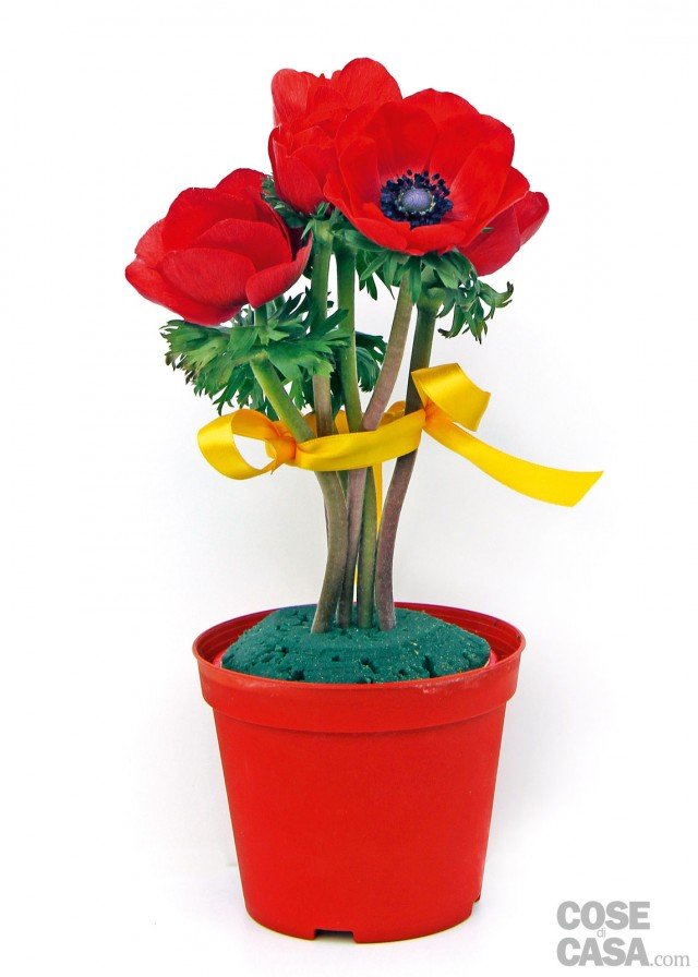 Tagliate gli anemoni così da avere degli steli con una singola corolla alti circa 15-20 cm e infilateli nella spugna Tagliate gli anemoni così da avere degli steli con una singola corolla alti circa 15-20 cm e infilateli nella spugna
