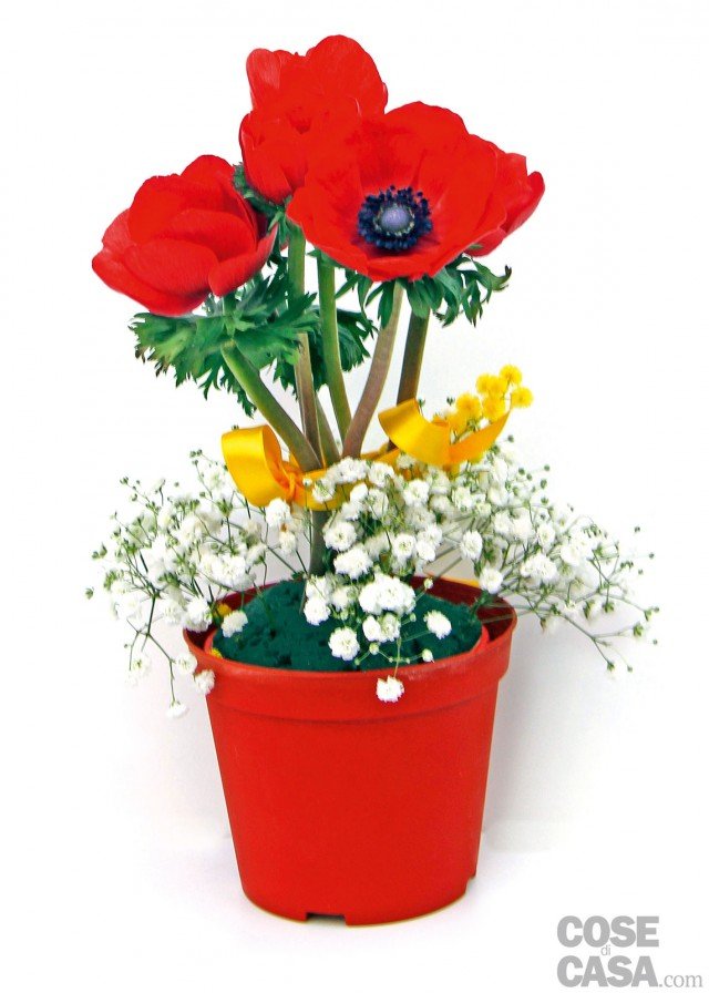 a complessa ramificazione della gypsophila andrà tagliata così da formare dei mazzetti che ponete intorno agli anemoni a complessa ramificazione della gypsophila andrà tagliata così da formare dei mazzetti che ponete intorno agli anemoni