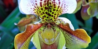 Un’orchidea alpina nota anche come Scarpetta di Venere