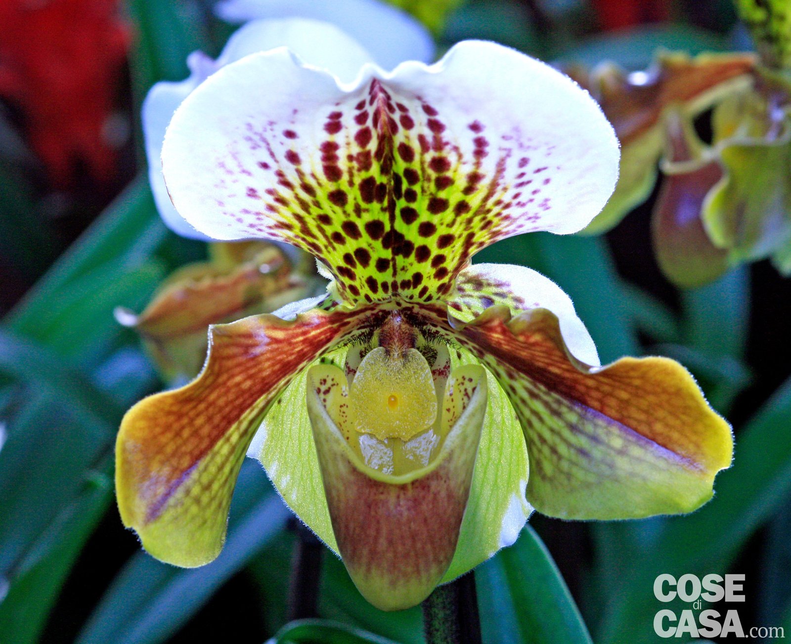 Un'orchidea alpina nota anche come Scarpetta di Venere - Cose di Casa