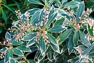 Pieris della varietà japonica variegata.