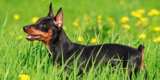 Il Pinscher: un piccolo cane dal cuore impavido