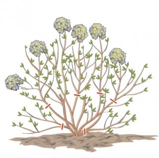 fiori secchi delle ortensie che non sono stati tagliati in autunno si tagliano sopra l’ultima coppia di gemme fiori secchi delle ortensie che non sono stati tagliati in autunno si tagliano sopra l’ultima coppia di gemme