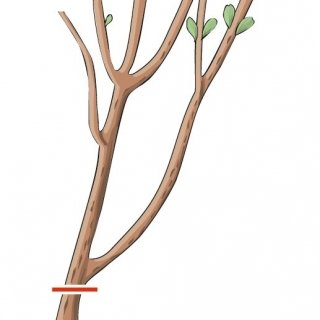 tagliare steli più vecchi ortensie, quelli di oltre tre anni tagliare steli più vecchi ortensie, quelli di oltre tre anni