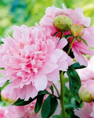 VPP-VISI60258 - © - VisionsBotanical VPP-VISI60258 - © - VisionsBotanical