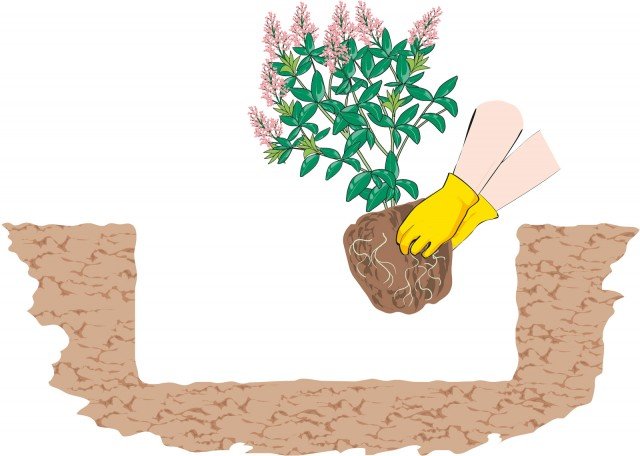 Scavate una buca profonda per inserire acidofile Scavate una buca profonda per inserire acidofile