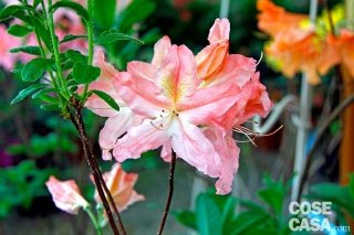 Azalea japonica Azalea japonica