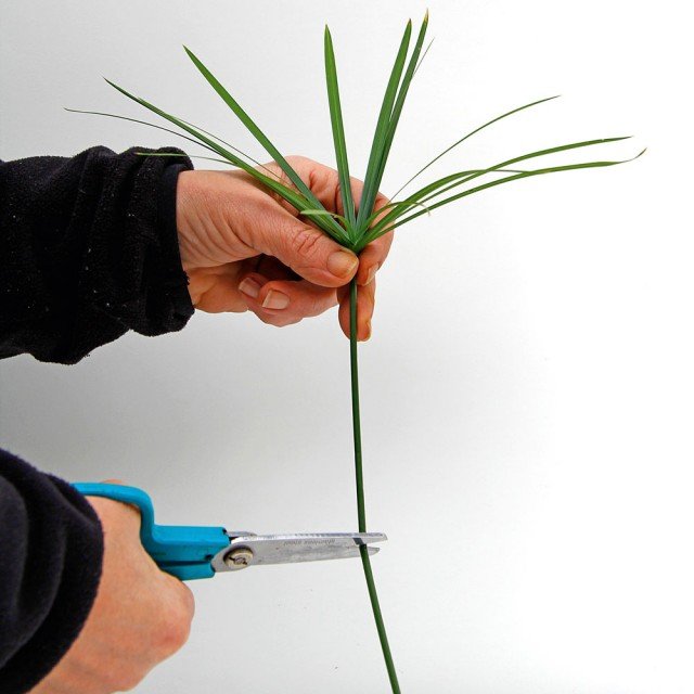 Tagliate lo stelo del papiro pochi centimetri sotto il ciuffo terminale di foglie Tagliate lo stelo del papiro pochi centimetri sotto il ciuffo terminale di foglie