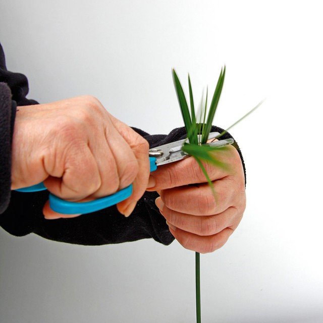 ponete la talea del papiro, a testa in giù, dentro a un bicchiere d’acqua. ponete la talea del papiro, a testa in giù, dentro a un bicchiere d’acqua.