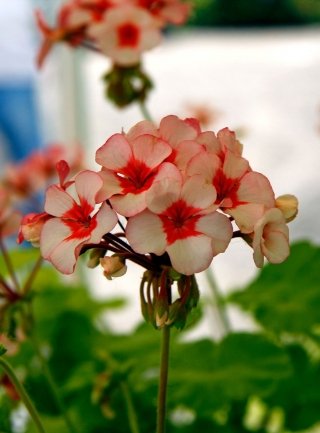 pelargonium-scottow-star