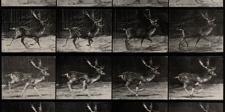 Muybridge Recall Muybridge Recall