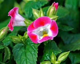 La torenia produce delicati fiori a trombetta, con colori che vanno dal rosa, al rosso, al giallo, al blu, al viola o anche bicromatici.