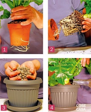 come cambiare vaso pianta