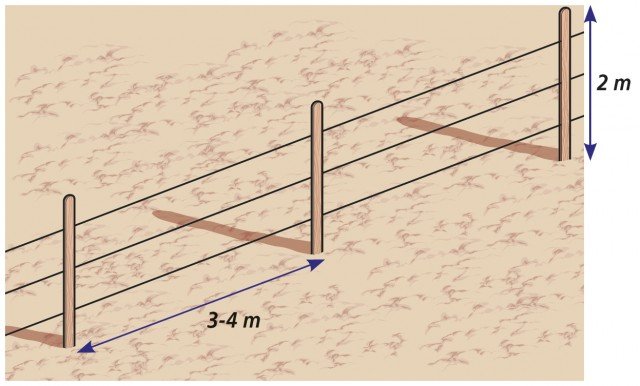 3. Per creare un buon impianto a spalliera, se non si ha un muro a disposizione, si devono infiggere nel terreno dei pali che emergano per un’altezza di almeno 2 mt, ad una distanza di circa 3-4 m uno dall’altro. Tra uno e l’altro andranno tirati tre fili, a 50, 130 e 180 cm dal suolo, a cui potranno essere legati sia verticalmente che orizzontalmente i polloni. 3. Per creare un buon impianto a spalliera, se non si ha un muro a disposizione, si devono infiggere nel terreno dei pali che emergano per un’altezza di almeno 2 mt, ad una distanza di circa 3-4 m uno dall’altro. Tra uno e l’altro andranno tirati tre fili, a 50, 130 e 180 cm dal suolo, a cui potranno essere legati sia verticalmente che orizzontalmente i polloni.