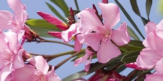 Oleandro - Nerium oleander