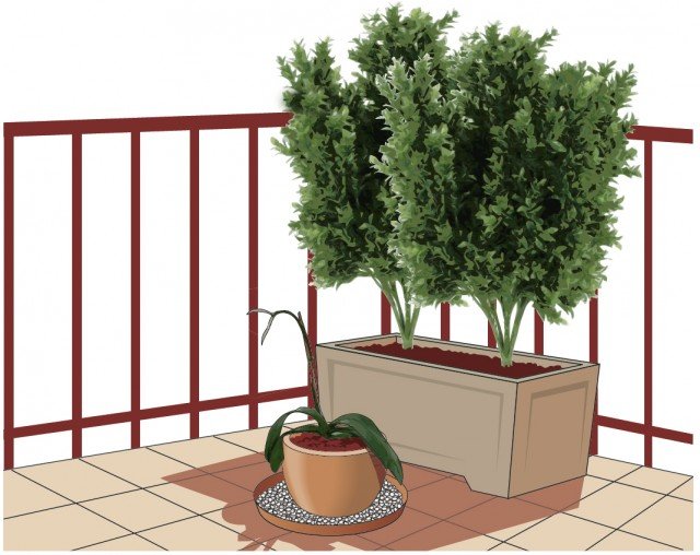 Durante l’estate chi possiede un giardino può collocare le orchidee sotto ai rami più bassi di qualche arbusto o di qualche albero. Durante l’estate chi possiede un giardino può collocare le orchidee sotto ai rami più bassi di qualche arbusto o di qualche albero.