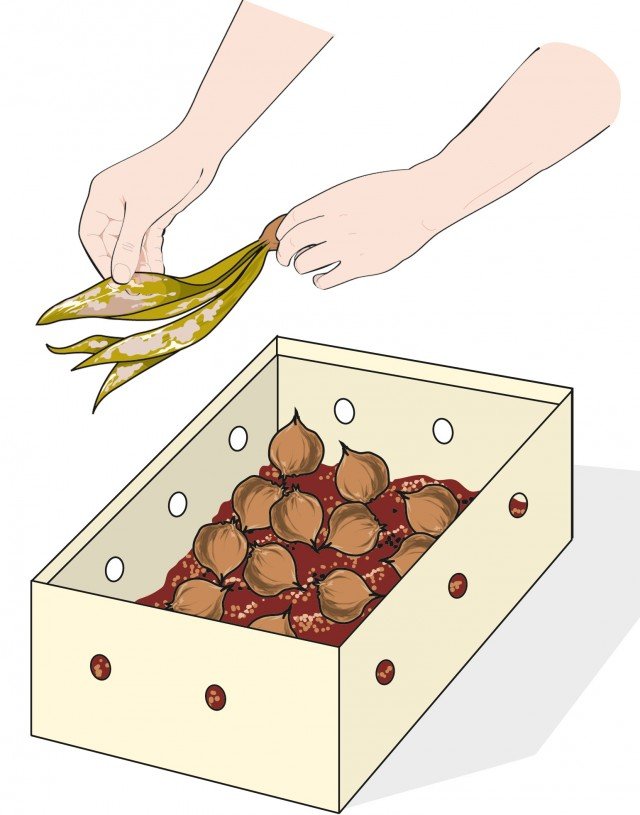 Applicare una polvere insetticida e poi riporre i bulbi in scatole di cartone immersi nella torba Applicare una polvere insetticida e poi riporre i bulbi in scatole di cartone immersi nella torba