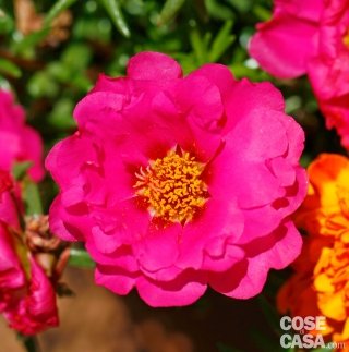 Portulaca grandiflora genera bellissimi fiori a forma di coppa, semplici, semidoppi o doppi, variamente colorati. Portulaca grandiflora genera bellissimi fiori a forma di coppa, semplici, semidoppi o doppi, variamente colorati.