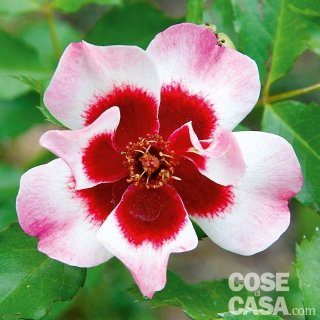 rosa Babylon Eyes rosa Babylon Eyes