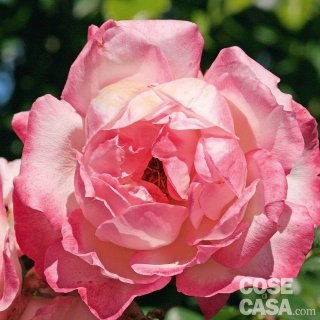 rosa Harlekin rosa Harlekin