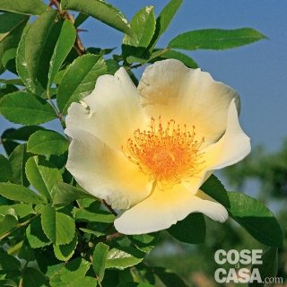 rosa Mermaid colore giallo e crema rosa Mermaid colore giallo e crema