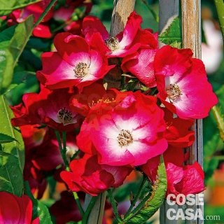 Rosa Mozart petali rossi Rosa Mozart petali rossi