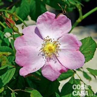 rosa Pendulina rosa Pendulina