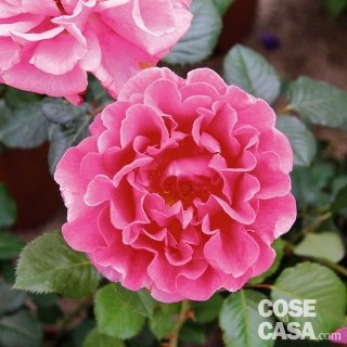 Rosa Renaissance Rosa Renaissance