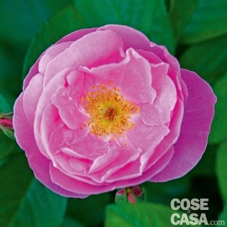 Rosa Sarah Van Fleet colore viola Rosa Sarah Van Fleet colore viola