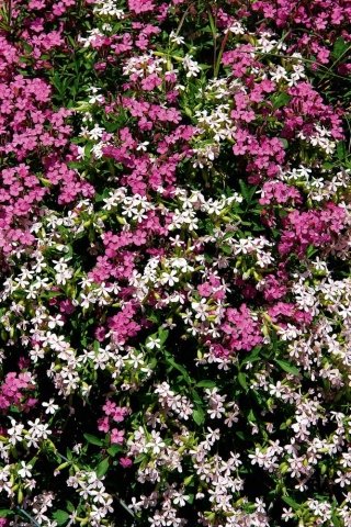saponaria