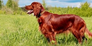 Setter Irlandese: un cane nobile dall’animo delicato