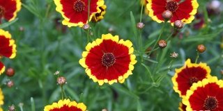 Coreopsis