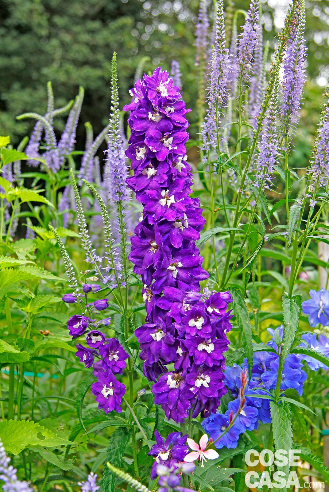 Fiori destate per il giardino cose di casa Piante perenni per giardino roccioso