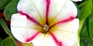 Petunia hybrida – Petunia