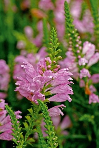 physostegia