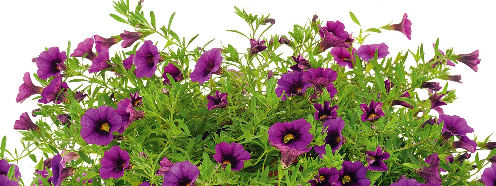 La surfinia si può coltivare sia in vaso sia in piena terra, ma non al Nord. La surfinia si può coltivare sia in vaso sia in piena terra, ma non al Nord.