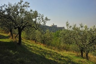 Bosco San Francesco Bosco San Francesco