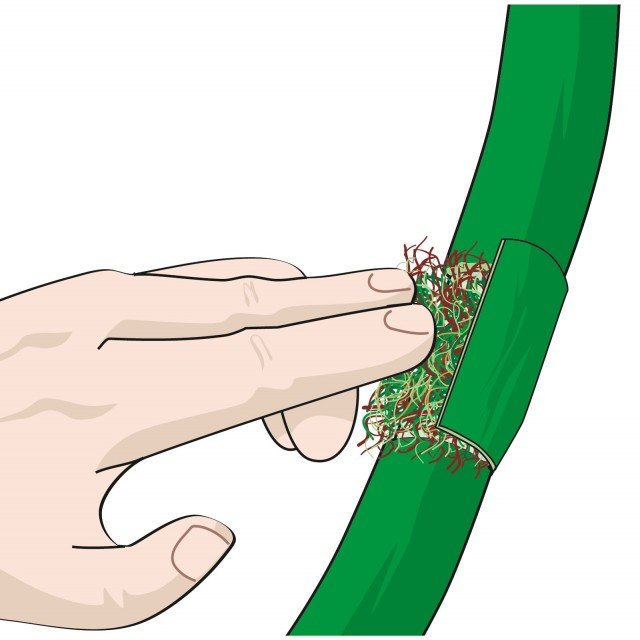 Sollevare leggermente i lembi della corteccia di ficus elastica incisa e introdurre al di sotto una piccola quantità di torba e sfagno Sollevare leggermente i lembi della corteccia di ficus elastica incisa e introdurre al di sotto una piccola quantità di torba e sfagno