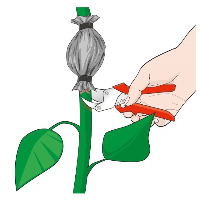 Dopo 2-3 mesi tagliare il fusto della pianta di ficus elastica al di sotto del sacchetto e staccare la pianta. Dopo 2-3 mesi tagliare il fusto della pianta di ficus elastica al di sotto del sacchetto e staccare la pianta.