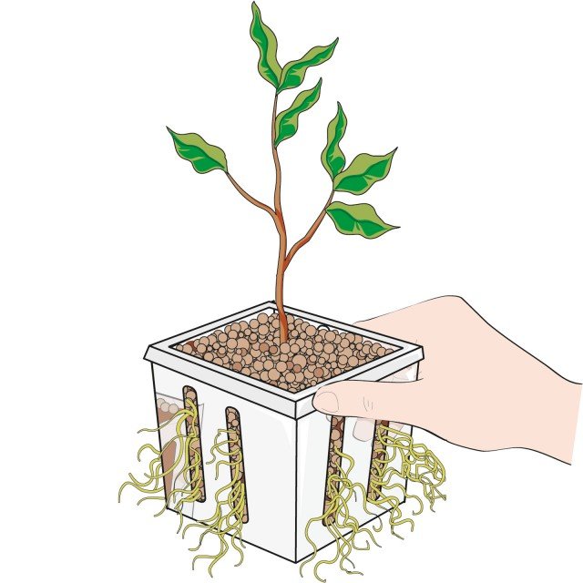 Dopo 6 settimane togliere il sacchetto, recuperare il vaso interno, spuntare le radici che si sono formate e riposizionare Dopo 6 settimane togliere il sacchetto, recuperare il vaso interno, spuntare le radici che si sono formate e riposizionare