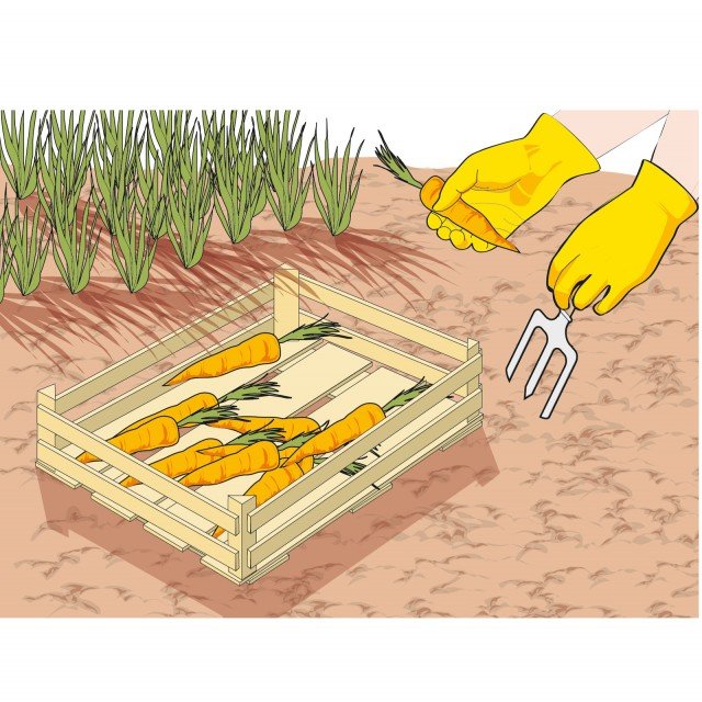 raccolta bulbi e tuberi raccolta bulbi e tuberi