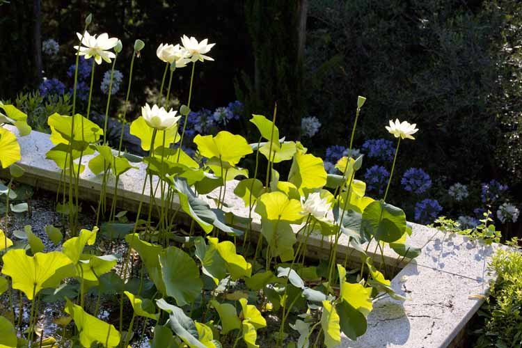 Lotus_VilladellaPergola2_ph_Fusaro Lotus_VilladellaPergola2_ph_Fusaro