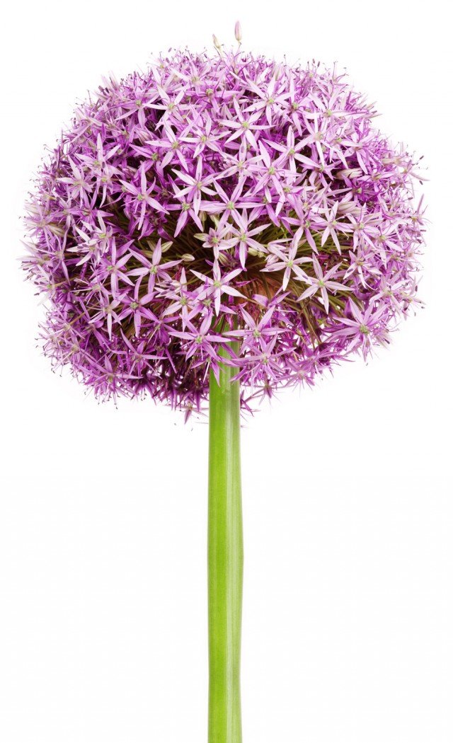 allium rosa e bianco allium rosa e bianco
