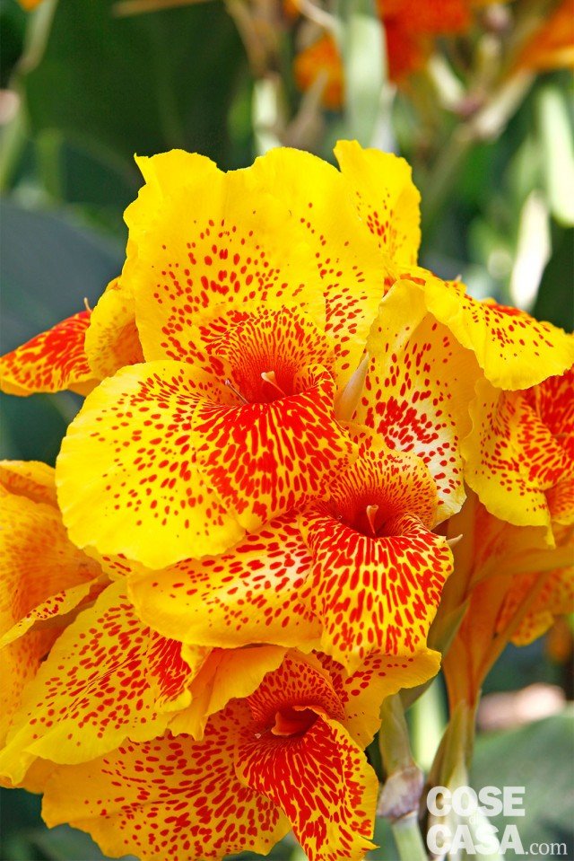 canne da fiore arancioni, giallognole canne da fiore arancioni, giallognole
