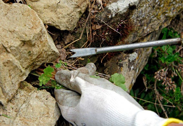 come estirpare radici fittonanti filiformi come estirpare radici fittonanti filiformi