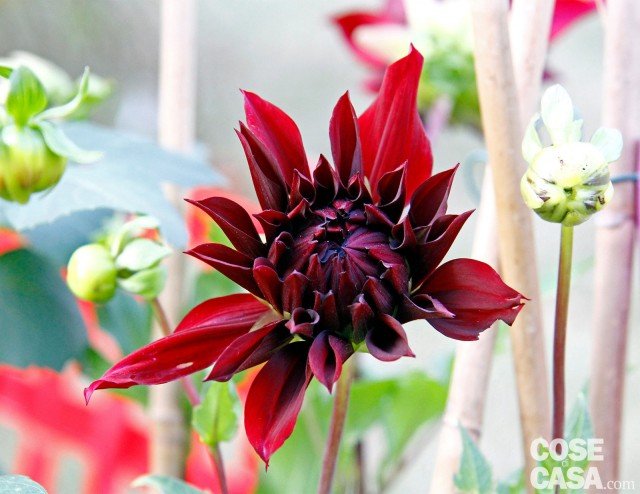 dahlia rosso scuro, violaceo scuro dahlia rosso scuro, violaceo scuro