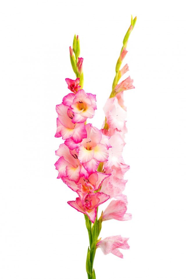 gladioli rosa e bianchi gladioli rosa e bianchi