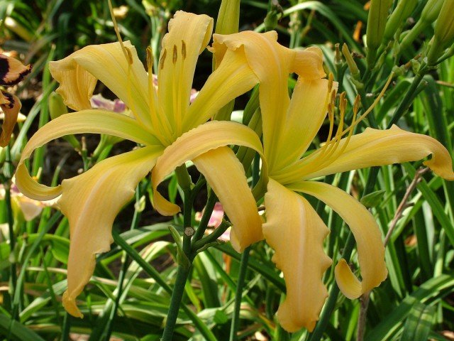 hemerocallis arancioni hemerocallis arancioni