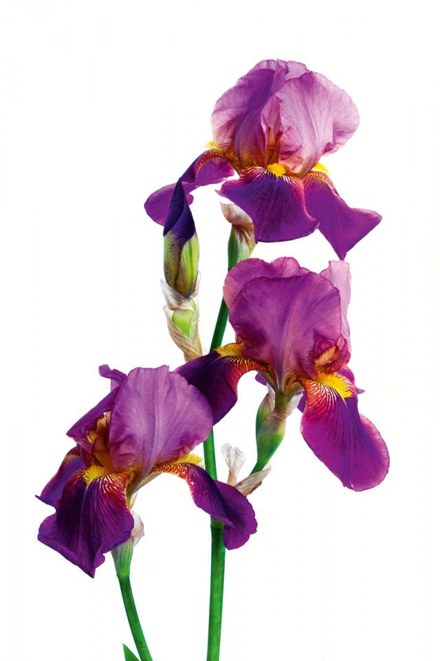 iris estivi iris estivi